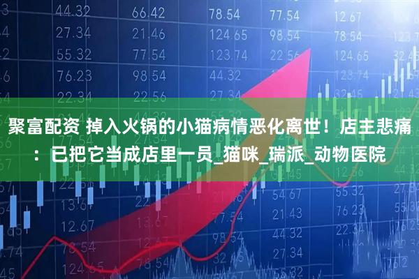 聚富配资 掉入火锅的小猫病情恶化离世！店主悲痛：已把它当成店里一员_猫咪_瑞派_动物医院