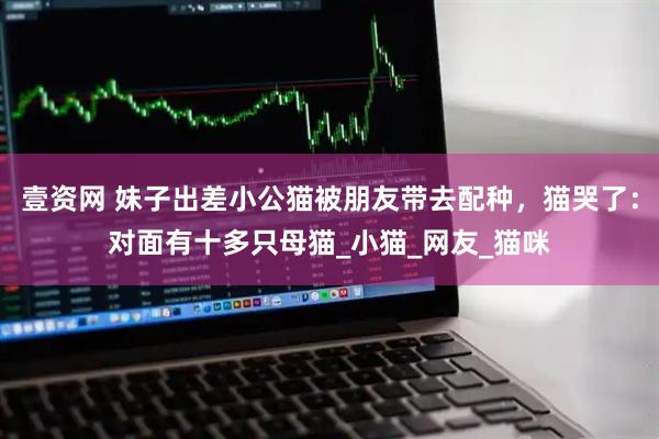 壹资网 妹子出差小公猫被朋友带去配种，猫哭了：对面有十多只母猫_小猫_网友_猫咪